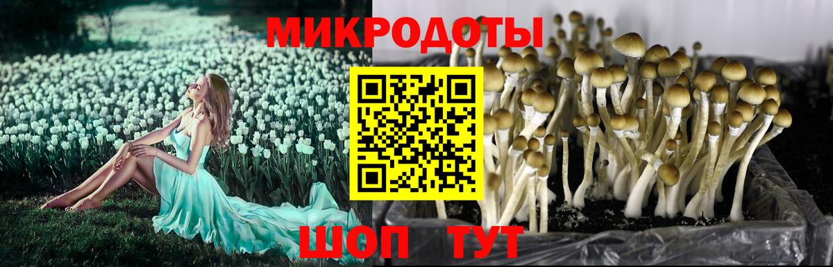 Псилоцибиновые грибы GOLDEN TEACHER  Вход с VPN  Шарыпово 